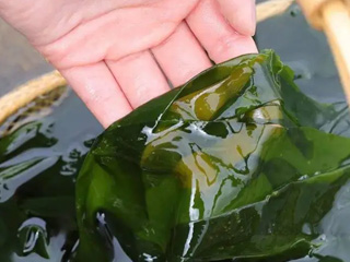 Fucoidan 85% picture 4