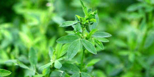 The efficacy and role of alfalfa