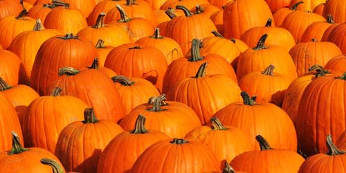 Pumpkin: plant characteristics, benefits and eating precautions