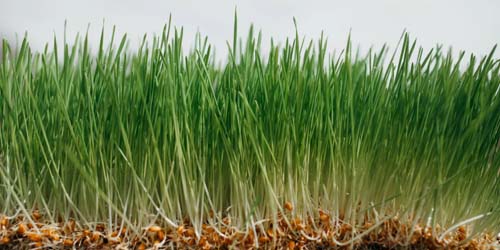 Wheatgrass: A Green Treasure for Health